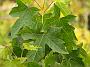 Liquidambar styraciflura